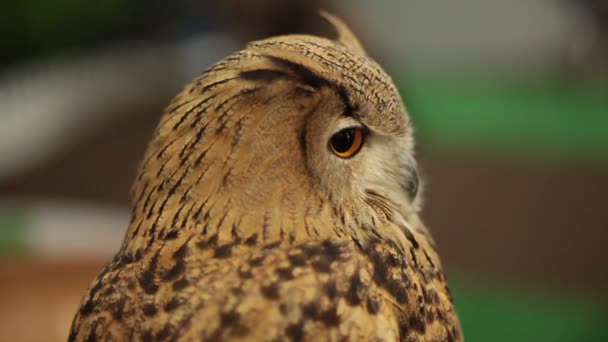 Сова европейского орла или сова евразийского орла, смотрящая и наблюдающая в HD, крупным планом — стоковое видео
