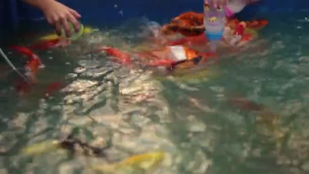 Alimentación de peces koi de colores con la mano y la leche en el estanque, HD — Vídeo de stock