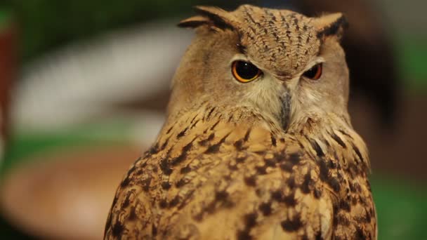 Сова европейского орла или сова евразийского орла, смотрящая и наблюдающая в HD, крупным планом — стоковое видео