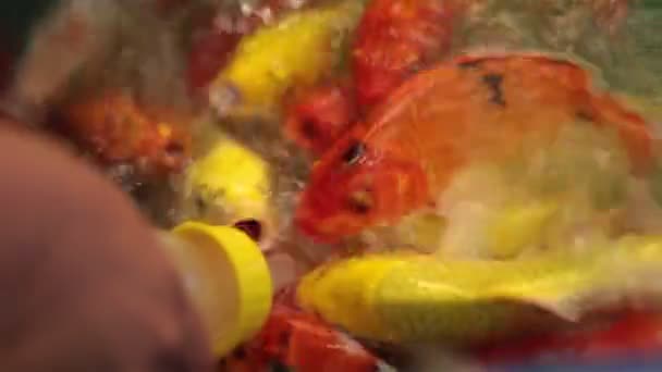 Alimentação de peixes koi coloridos com mão e leite na lagoa, HD — Vídeo de Stock