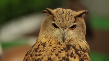 Avrupa kartal baykuş veya Avrasya kartal görünümlü ve çevresinde Hd, closeup çekim izlerken baykuş