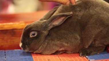 Rex Rabbit kahverengi renk, göz kulak HD kadın elle