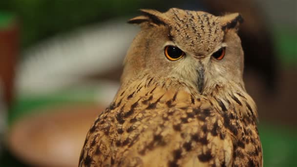 Evropská Eagle owl nebo euroasijských výr pohledu a sledují v Hd, detailní záběr