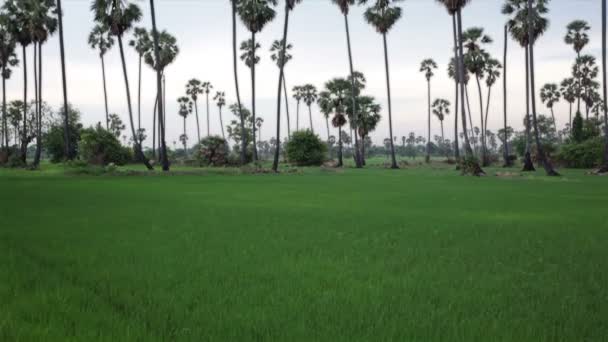 Palm Tree suiker met groene rijst veld als voorgrond en blauwe hemel, kantelen omhoog met tracking shot in Hd — Stockvideo