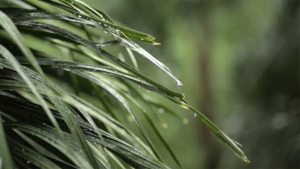 Regenen en water druppels op groene blad Palm in HD, genomen op overgegoten omgeving kan gebruiken als romantische scène achtergrond — Stockvideo