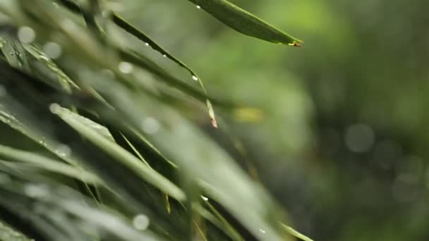 Regenen en water druppels op groene blad Palm in HD, genomen op overgegoten omgeving kan gebruiken als romantische scène achtergrond — Stockvideo