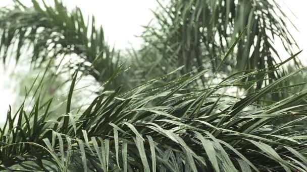 Lluvia y gotas de agua en la palma de la hoja verde en HD, tomada en el ambiente nublado puede utilizar como fondo de escena romántica — Vídeos de Stock