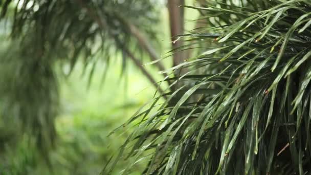 Lluvia y gotas de agua en la palma de la hoja verde en HD, tomada en el ambiente nublado puede utilizar como fondo de escena romántica — Vídeo de stock