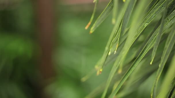Lluvia y gotas de agua en la palma de la hoja verde en HD, tomada en el ambiente nublado puede utilizar como fondo de escena romántica — Vídeo de stock