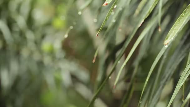 Regen und Wassertropfen auf grünen Blatt Palme in hd, auf bewölkte Umgebung genommen kann als romantische Szene Hintergrund verwenden — Stockvideo