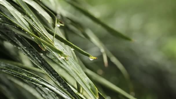 Chuva e gotas de água na folha verde Palma em HD, tomada em ambiente nublado pode usar como fundo de cena romântica — Vídeo de Stock