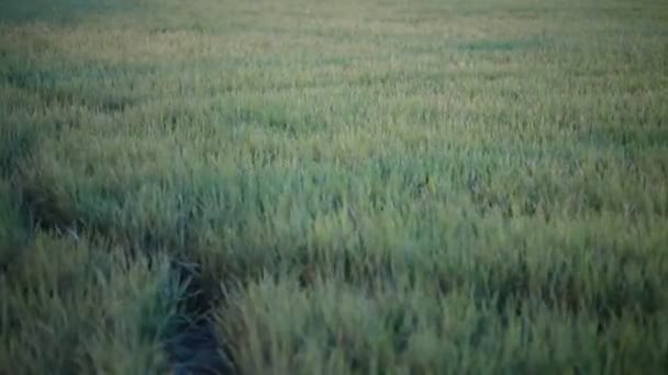 Campo de arroz verde y el flujo ventoso en HD, tomar tiro de paneo en la noche en el crepúsculo — Vídeo de stock