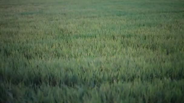 Campo de arroz verde y el flujo ventoso en HD, tomar tiro de paneo en la noche en el crepúsculo — Vídeo de stock