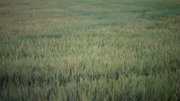 Campo de arroz verde y el flujo ventoso en HD, tomar tiro de paneo en la noche en el crepúsculo — Vídeos de Stock