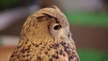 Avrupa kartal baykuş veya Avrasya kartal görünümlü ve çevresinde Hd, closeup çekim izlerken baykuş