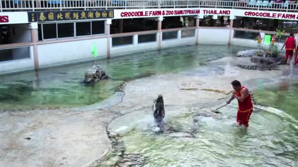 Традиционное для Таиланда шоу крокодилов с тренером — стоковое видео