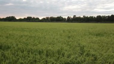 Yeşil pirinç alan ve rüzgarlı akışı HD, izleme kaydırma, twilight saat akşam ateş et