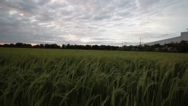 Gröna risfält och blåsigt flöde i Hd, dolly zooma in nära upp ta skott på kvällen i twilight tid — Stockvideo