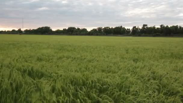 champ de riz vert et le flux venteux en HD, prendre des photos le soir au crépuscule 