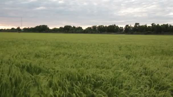 Campo de arroz verde y el flujo de viento en HD, tomar fotos en la noche en el crepúsculo — Vídeos de Stock