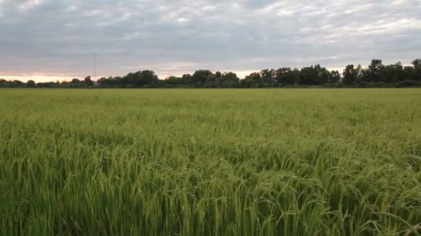 Campo de arroz verde y el flujo ventoso en HD, seguimiento panorámica izquierda, tomar fotos en la noche en el crepúsculo — Vídeo de stock