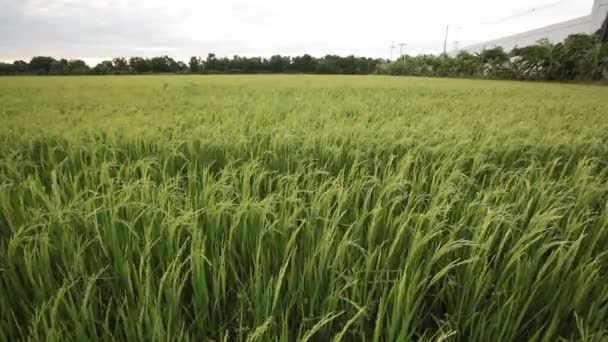 Zöld rizs mező és szeles áramlását a Hd, hogy lövés az esti szürkület ideje — Stock videók