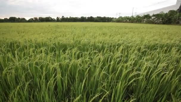 Campo de arroz verde y el flujo de viento en HD, tomar fotos en la noche en el crepúsculo — Vídeos de Stock