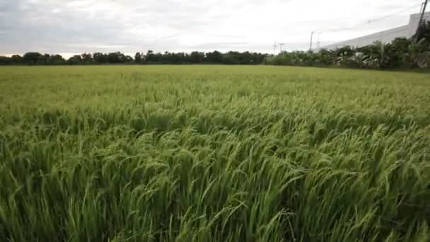 Campo de arroz verde e fluxo de vento em HD, zoom dolly em close-up tiro à noite no crepúsculo tempo — Vídeo de Stock