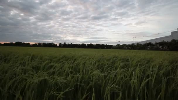 Campo de arroz verde y el flujo ventoso en HD, dolly zoom en primer plano tomar fotos en la noche en el crepúsculo — Vídeo de stock