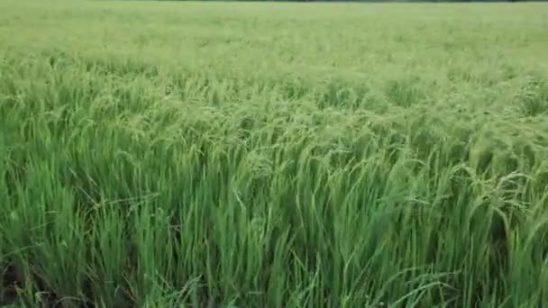 Campo de arroz verde y el flujo ventoso en HD, seguimiento panorámico, tomar fotos en la noche en el crepúsculo — Vídeo de stock