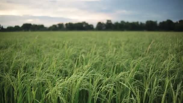 Gröna risfält och blåsigt flöde i Hd, ta skott på kväll i skymningen tid — Stockvideo