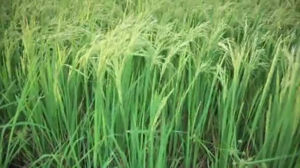 Campo de arroz verde e fluxo de vento em HD, inclinar-se rastreamento, tiro à noite — Vídeo de Stock