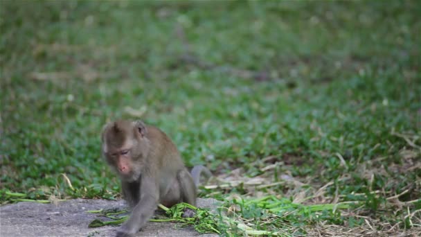 Mono rhesus salvaje en natural sentado, masticando, mirando a su alrededor, averiguar algo en el suelo, en HD — Vídeo de stock