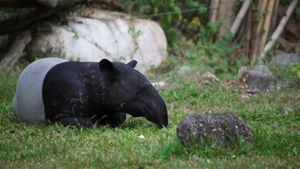 Malajské tapír nebo Tapirus Indicus, ležel mimo provoz nebo spící pro odpočinek na zelené trávě, v Hd — Stock video