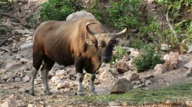 Bant veya Red Bull, erkek ayakta ve yemek çimen ormanında Hd