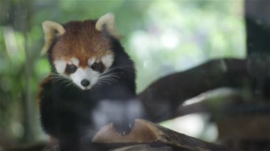Red panda, bilim 