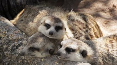 ahşap üzerinde uyku çöl faresi (Suricata suricatta) grup yakın çekim Hd görünümünde