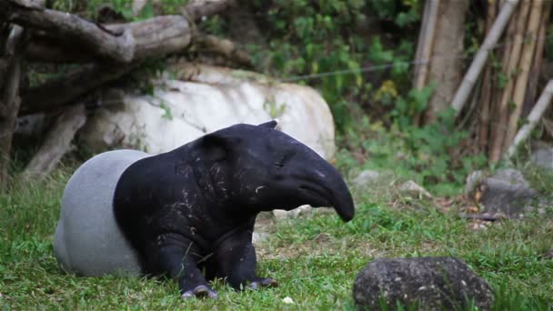 Tapir malais ou Tapirus Indicus, couché ou dormant pour se reposer sur l'herbe verte, en HD 