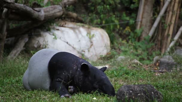 Малайский Tapir или Tapirus Индикус, лечь или спать для отдыха на зеленой траве, в HD — стоковое видео