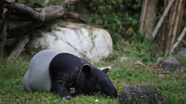 Tapir malais ou Tapirus Indicus, couché ou dormant pour se reposer sur l'herbe verte, en HD 