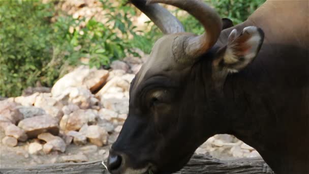 Banteng o Red Bull, macho de pie y comer hierba en el bosque, primer plano en HD — Vídeos de Stock