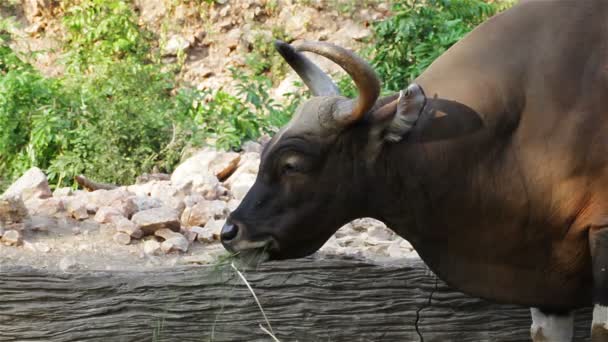 Udělat banteng nebo Red Bull, muž stojící a jíst trávu v lese, detailní v Hd — Stock video