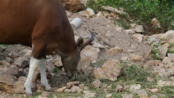 Udělat banteng nebo Red Bull, muž stojící a jíst trávu v lese, detailní v Hd — Stock video