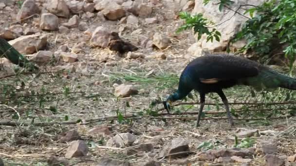 Peafowl indien ou Peacock stand et marcher sur le sol, caméra panoramique tourné en HD 