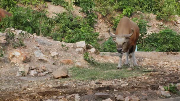 Banteng или Red Bull, самец стоит и ест траву в лесу, в HD — стоковое видео