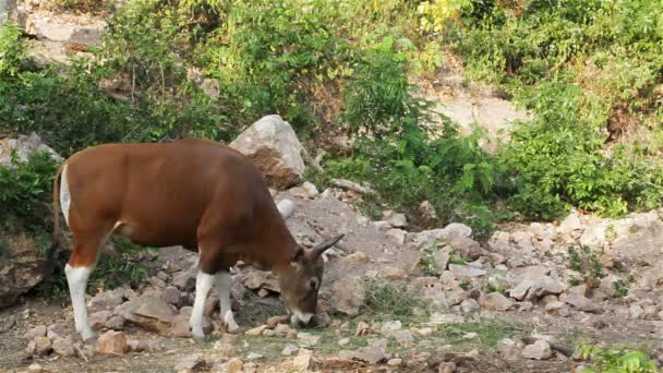 Banteng или Red Bull, самец стоит и ест траву в лесу, в HD — стоковое видео