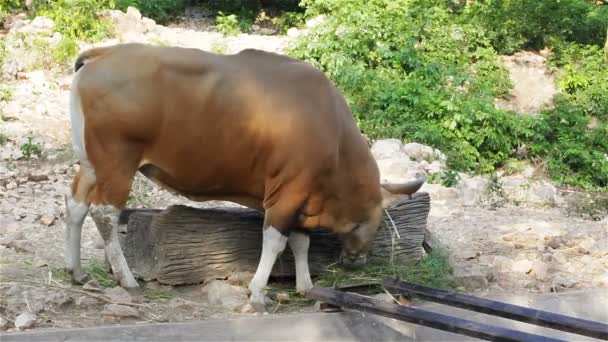 Banteng eller Red Bull, manliga står och äter gräs i skogen, i Hd — Stockvideo