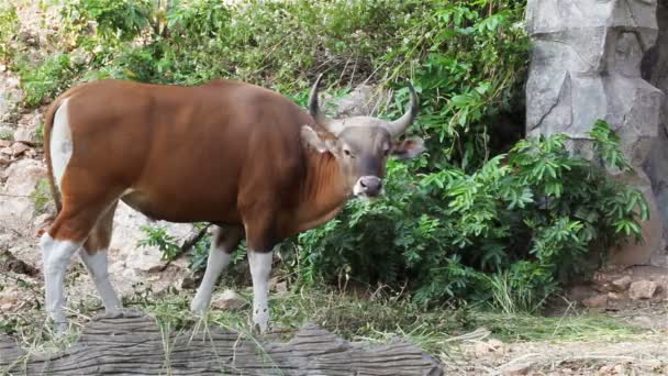 Banteng или Red Bull, самец стоит и ест траву в лесу, в HD — стоковое видео