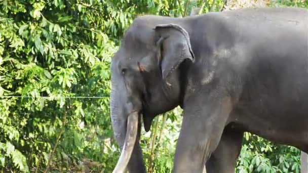 Азиатский слон бык прикован цепью во время затмения или должен быть в HD, панорамный снимок камеры крупным планом — стоковое видео
