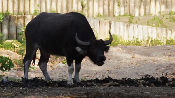 Bawół jedzą trawę na polu w pobliżu ognisko, w Hd — Wideo stockowe